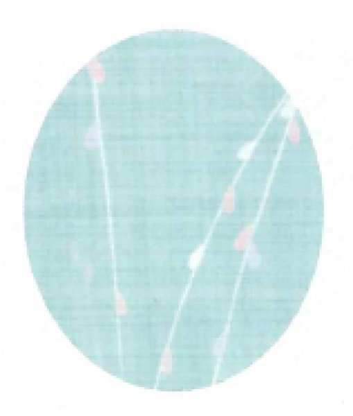 画像3: 【夏用 女仕立】紗紬着物 しだれ・薄緑【受注生産品】 (3)