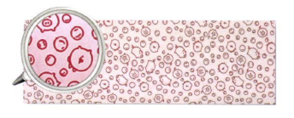 画像4: ことわざ遊び手拭い 【泣きっ面に蜂・犬も歩けば棒に当たる・豚に真珠・猫に小判・鬼に金棒】(1本単位) s5291 s5292 s5293 s5294 s5295 (4)