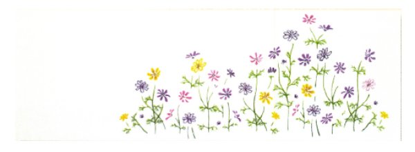 画像10: 踊り用 本染手拭い 【藤・桜・七草・菖蒲・菜の花・水芭蕉・朝顔・萩・コスモス】(1本単位) s5103 s5115 s5120 s5121 s5131 s5132 s5133 s5134 s5135 (10)