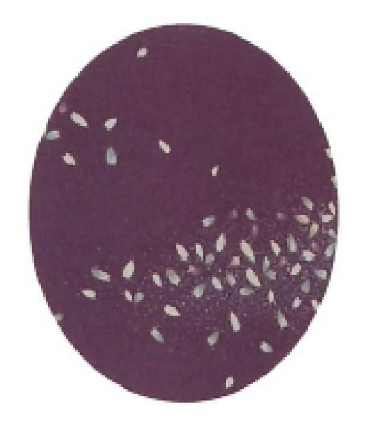 画像6: 【女単衣仕立】着物 桜横流吹き 紫・ピンク【受注生産品】KI-1032 KI-1002 (6)